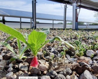 green roof plants and Nanny plants